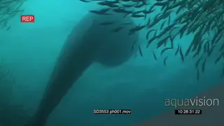 Large Bryde's Whale going through sardine baitball feeding UW
