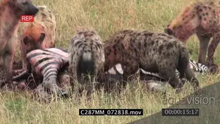 Spotted hyena clan feeding on a zebra