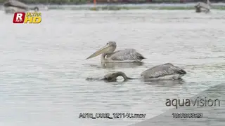 Flock of Pink-backed pelican sitting on top of water, swimming.