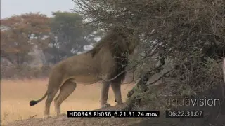 Adult male Lion laying down, game drive vehicle pass behind, he then walks to mark on tree
