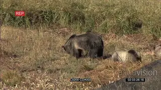 A group of Grizzly bears standing, sitting and eating WS