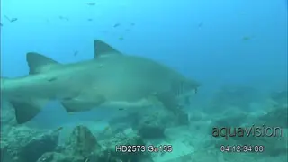Pregnant female Spotted Ragged Tooth Sharks swimming over reef and ocean floor.