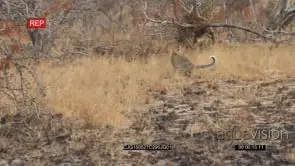 Leopards walking then standing and looking around on burnt bushveld WS PAN HAND