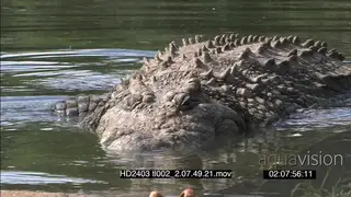 Nile Crocodile walks slowly in water cautiously facing camera stalking behaviour
