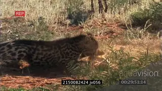 Springhare trying to escape from Cheetah caught by tail