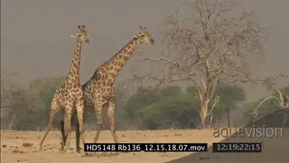 Large Giraffe males fighting in dominance display