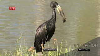 Open billed stork holding its prey PROFILE