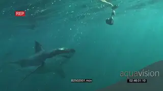 Great white shark swimming underwater in ocean passing by camera trying to bite bait…