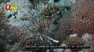 A Close Up of Lionfish, Pterois sp hunting for food over open feeding soft coral on a.