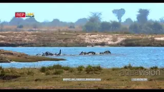 Elephant herd crossing chobe river in the shimmering heat haze using their trunks as.