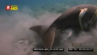 Close up shot of a dugong eating