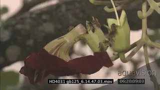 Sausage Tree flowers with African honey bees