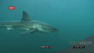 A pair of Great white sharks gently swimming underwater in ocean passing by camera and.