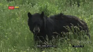 Black Bear Walking on tall Green Grass searching for food and feeding GENERAL BEHAVIOUR