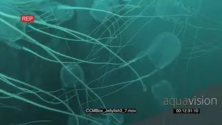 School of Box Jellyfish swimming and floating underwater in ocean MLS PAN TRA