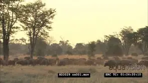 Large Cape Buffalo herd on African plains in golden light WS