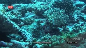 Octopus camouflaging itself moving on coral reef with a Potato Bass swimming next to it.
