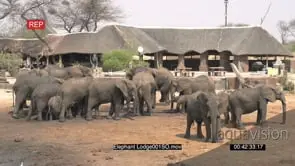 Elephants drinking at waterhole with Elephants Sands lodge in the background