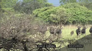 Herd of Blue Wildebeest with young in woodland MS