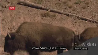 Bison herd walking across frame on tar road vehicles driving past