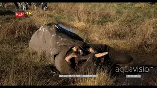 Flock of marabou storks standing next to elephant carcass
