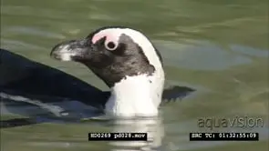 African Penguins at Boulders Beach