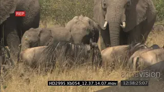 African Elephants with a calf standing walking and grazing on bushveld with Blue.
