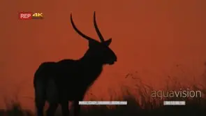 Waterbuck silhouette at sunset looking at camera while grazing