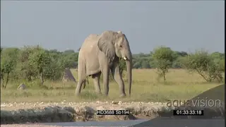African elephant walking towards waterhole