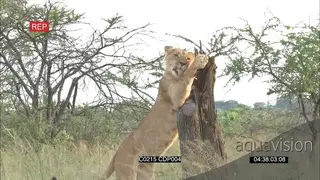 African Sub-adult Lion trying to climb up the tree fails and walks off to the other…