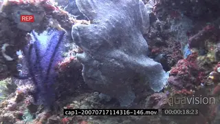 Frogfish standing underwater in ocean and breathing MCU PAN TRA MLS HAND