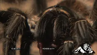 Goliath Bird-eating Spider feeding on a Pygmy San Mouse