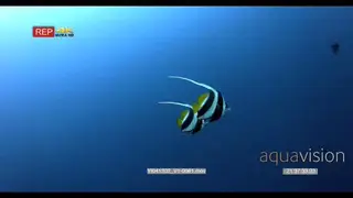 Stunning CU slow motion shot of two longfin bannerfish swimming in the blue ocean