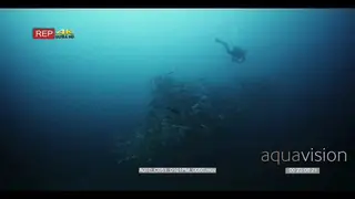 Wide slow motion shot of a huge school of bigeye trevally.