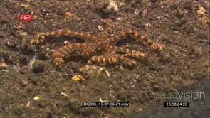 mimic octopus Searching for food moving around GENERAL BEHAVIOUR