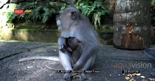 Adult female Balinese long tailed monkey eating a sweet potato while its baby suckling.