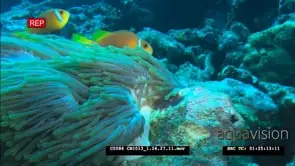 Sea Anemon being moved around by sea current anemonefish swimming close to it WS