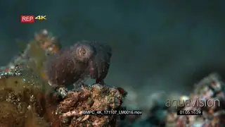 Close up shot of a sepia bandensis commonly known as the stumpy-spined cuttlefish.