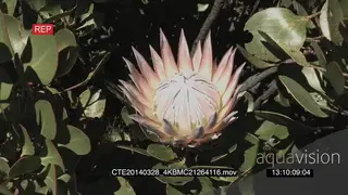 Protea flower