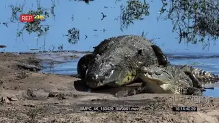 Nile Crocodile sitting with the Mouth Wide Open looking around