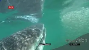 Whale Shark feeding on small sardines UW