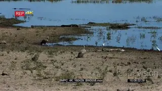 Nile Crocodile trying to catch A white-backed vulture and it runs off