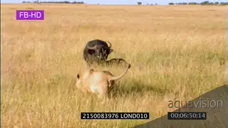 Cape Bufallo a and Lion interaction sequence