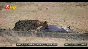 Cheetah eating springbok kill while busy looking around