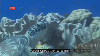 Green Sea Turtle resting on reef swimming away