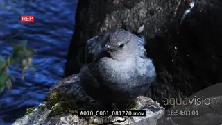 Dipper standing on a rock HA MLS