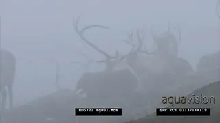 Reindeer herd, also known as caribou in North America, laying down and looking around…