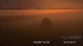Misty Scenic Shot of a male African Lion laying down, sunrise during dawn.