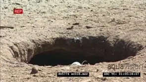 African Penguin Burrow