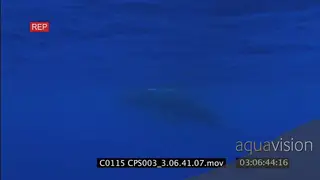 A humpback calf swimming around with adults watching over it UW